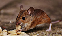24 Hour & Emergency Exterminators in Stewarts Point Rancheria, CA